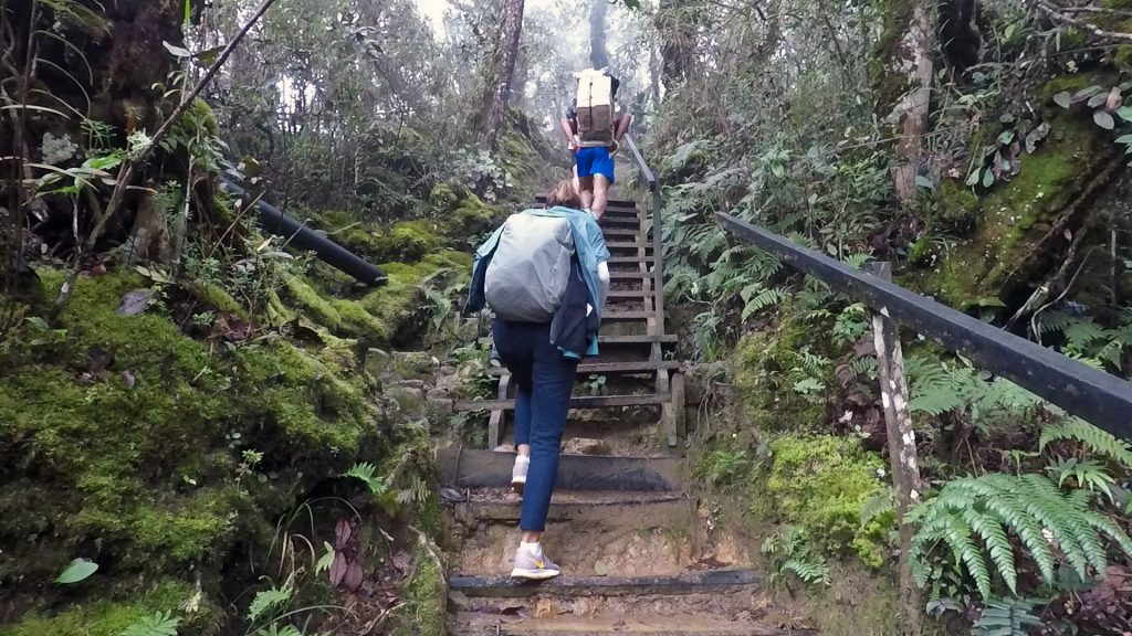 Kinabalu Forest Iva